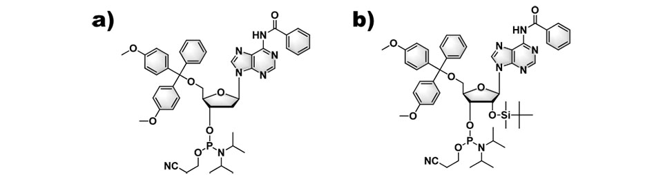 I-DNA kunye ne-RNA synthesis1