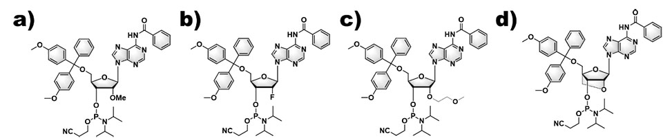 I-DNA kunye ne-RNA synthesis2