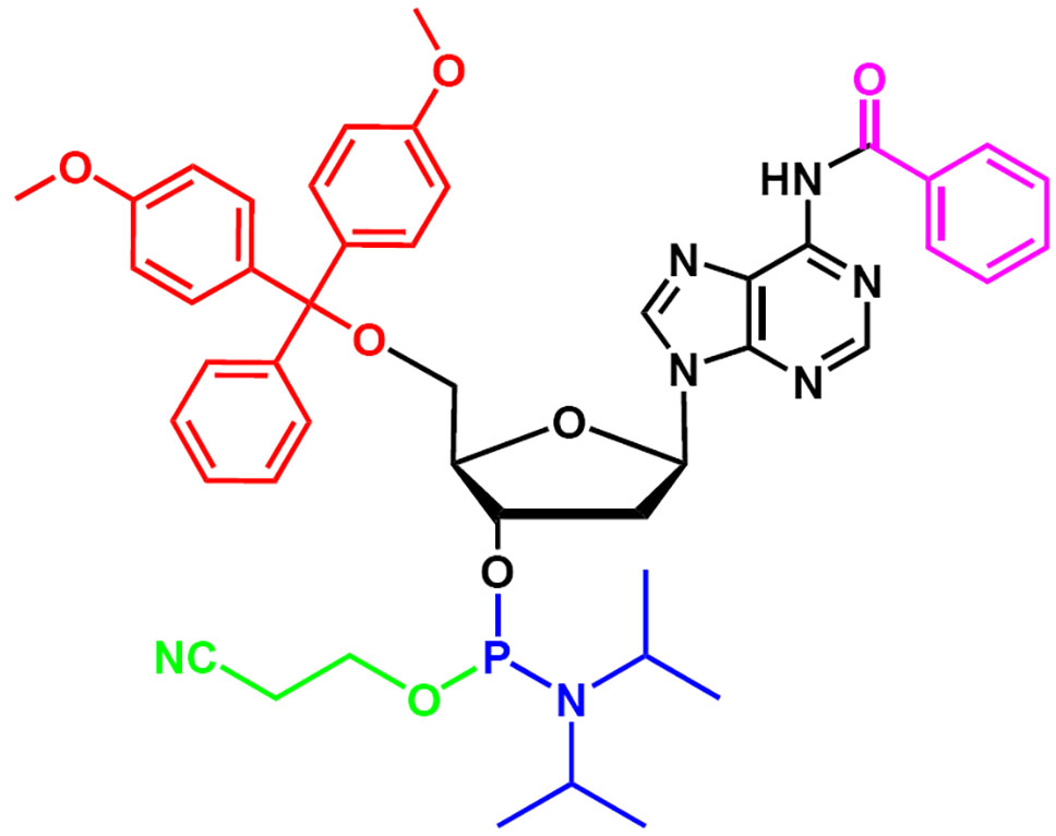 Le principe de base de la synthèse de l'ADN1