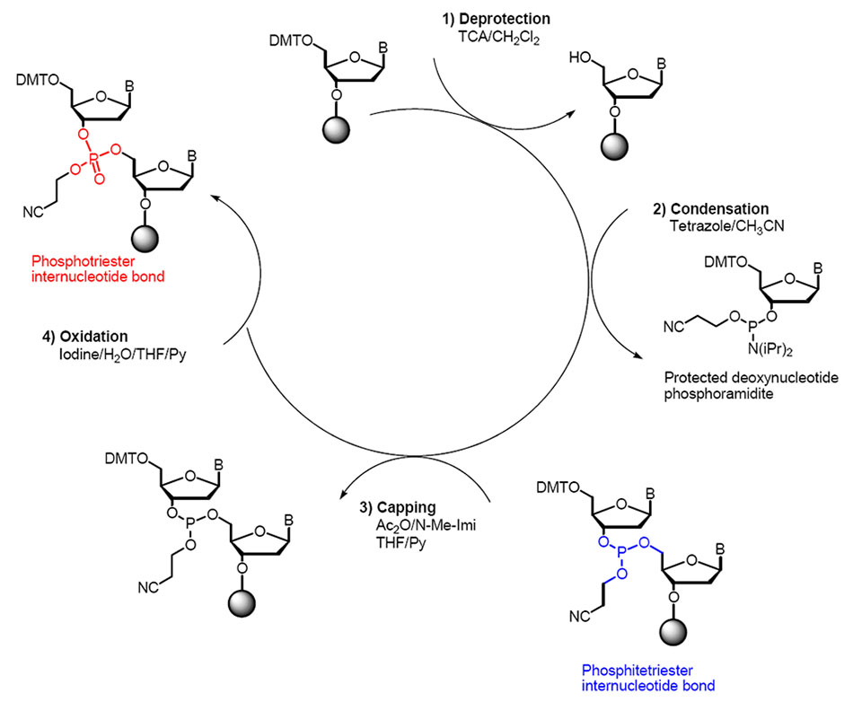 اصل اساسی سنتز DNA 2