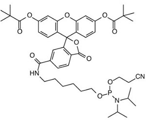 ១១